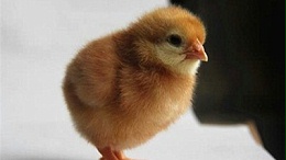春季蛋鸡养殖注意事项你知道吗