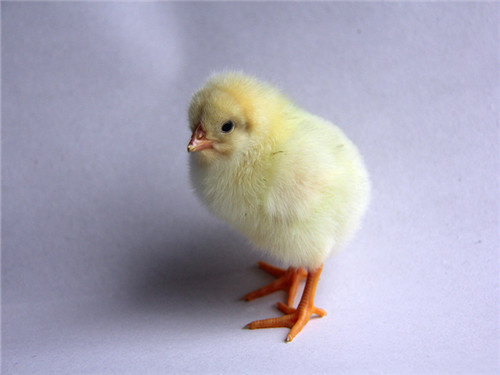 罗曼灰蛋鸡养殖的几点注意事项
