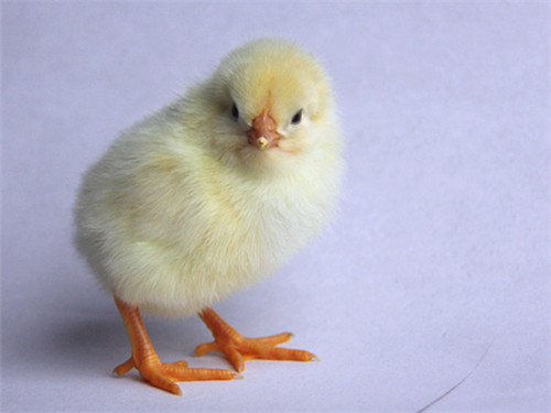 罗曼灰蛋鸡养殖的几点注意事项