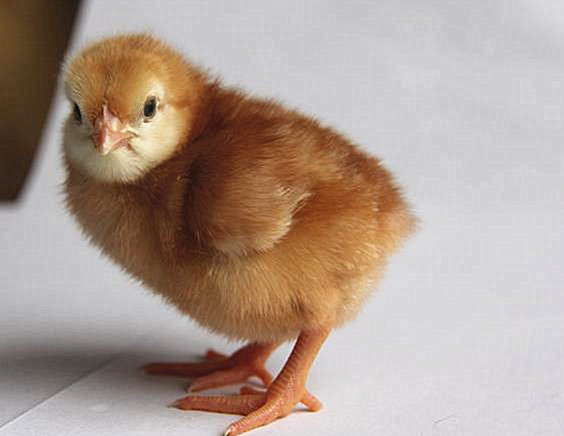 2020年养10000只海兰褐壳蛋鸡一年的利润有多少钱?