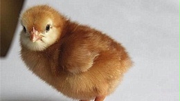 海兰褐蛋鸡养殖中使用抗生素药需要注意什么