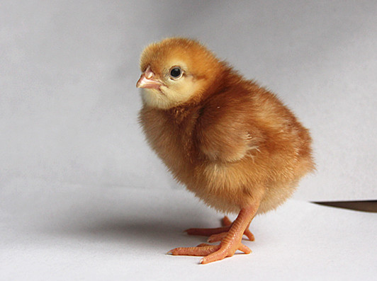 海兰褐壳蛋鸡养殖如果有这些误区怎么能养好鸡