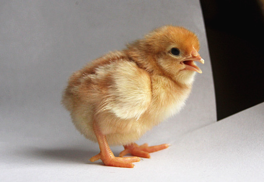 海兰褐壳蛋鸡养殖如果有这些误区怎么能养好鸡
