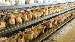阳光禽业为您解析青年鸡饲养主要的关键点