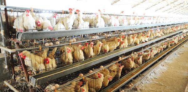 阳光禽业为您解析青年鸡饲养主要的关键点
