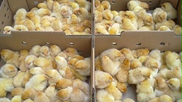 阳光禽业来告诉您长途运雏鸡途中需要的注意事项
