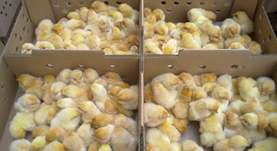 阳光禽业来告诉您长途运雏鸡途中需要的注意事项