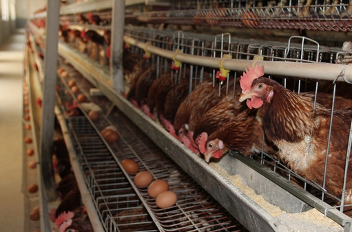 阳光禽业浅析蛋鸡养殖鸡产蛋期推迟的原因