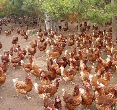 阳光禽业浅析海兰褐蛋鸡在冬季要做好综合疫病防治