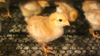 阳光禽业解析青年鸡饲养管理上的注意事项