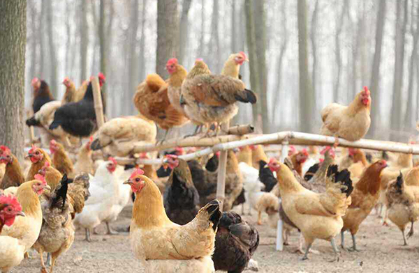 阳光禽业来告诉您青年鸡管理也需要方法