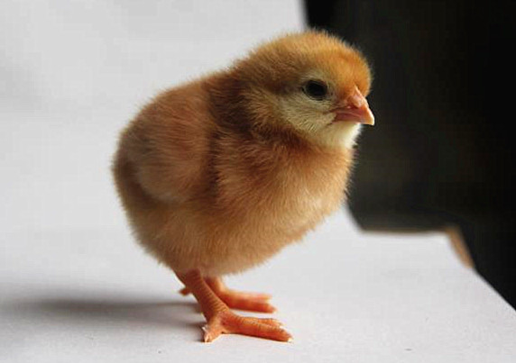海兰褐壳蛋鸡批发分享几个技提高海兰褐壳蛋鸡青年鸡成活率