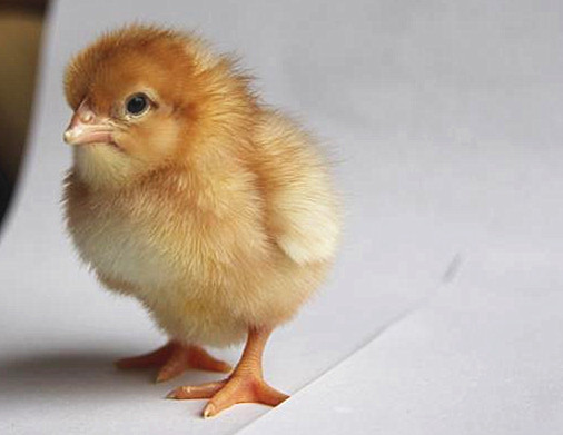 海兰褐蛋鸡苗批发浅析常见鸡病的防备办法