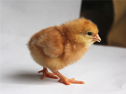 春季蛋鸡“温感”症状及防治措施