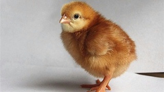 春季蛋鸡“温感”症状及防治措施