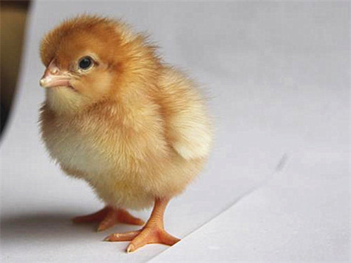 蛋鸡苗孵化场春季常见鸡病的预防方法