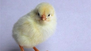 如何预防罗曼灰蛋鸡提前产蛋