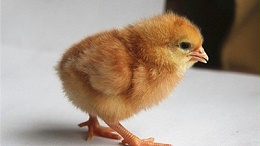 如何防治青年鸡蛋鸡出现过早或过晚开产