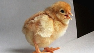 春季蛋鸡苗养殖场常见鸡病防治方法