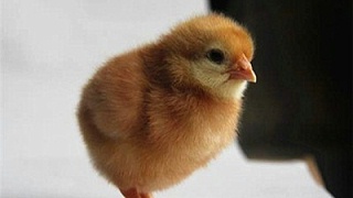 为什么建议蛋鸡养殖场要注意给蛋鸡补光