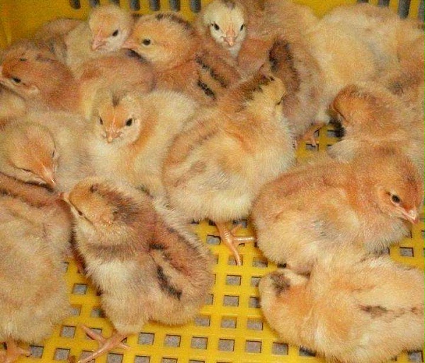 蛋鸡苗孵化厂讲解常见的鸡苗寄生虫病和解决办法